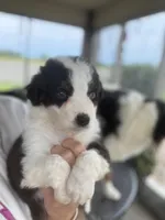 Ranger, a male Australian Shepherd for sale in Columbus, IN – 2 of 4