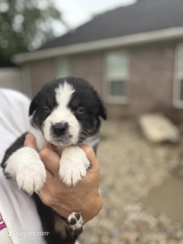 Jace – Australian Shepherd puppy for sale in Columbus, IN