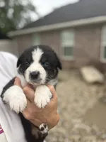 Jace, a male Australian Shepherd for sale in Columbus, IN – 1 of 4