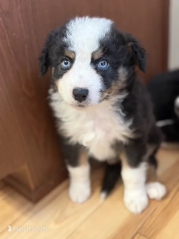 Corbin – Australian Shepherd puppy for sale in Columbus, IN