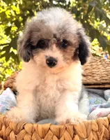 Pippin, a male Poodle - Miniature  for sale in Sacramento, CA – 1 of 8