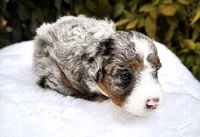 Maggie, a female Miniature Bernedoodle for sale in Sacramento, CA – 2 of 4
