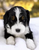 Ivy, a female Miniature Bernedoodle for sale in Sacramento, CA – 1 of 1