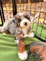 Maggie, a female Miniature Bernedoodle for sale in Sacramento, CA – 2 of 7