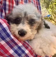 Pippin, a male Poodle - Miniature  for sale in Sacramento, CA – 8 of 8