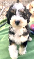 Sully, a male Miniature Bernedoodle for sale in Sacramento, CA – 7 of 9