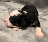 Sully, a male Miniature Bernedoodle for sale in Sacramento, CA – 3 of 4
