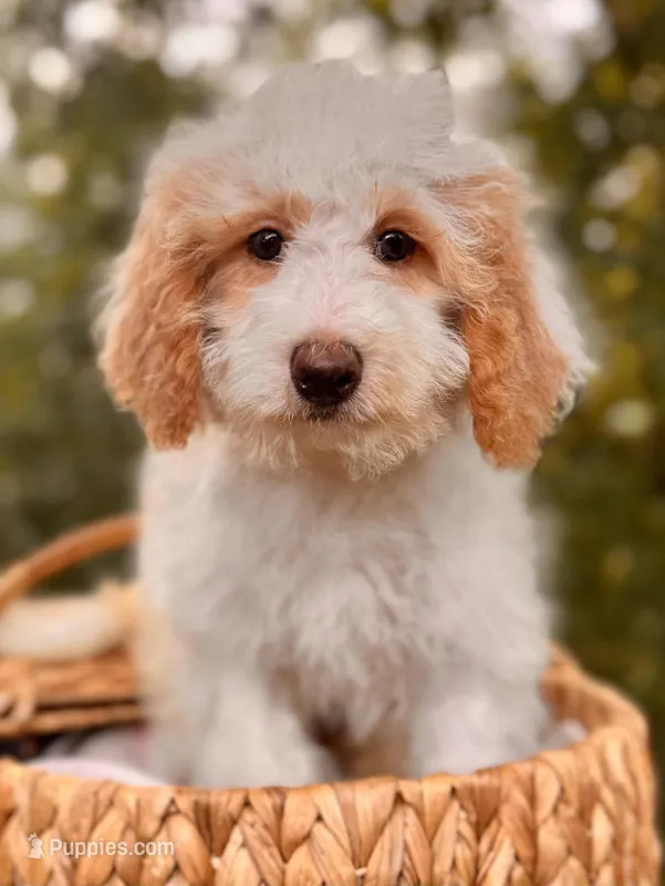 Millie – Miniature Bernedoodle puppy for sale in Sacramento, CA