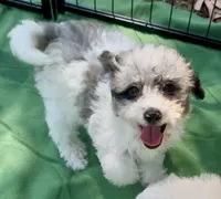 Pippin, a male Poodle - Miniature  for sale in Sacramento, CA – 6 of 8