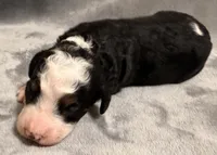 Sully, a male Miniature Bernedoodle for sale in Sacramento, CA – 4 of 4