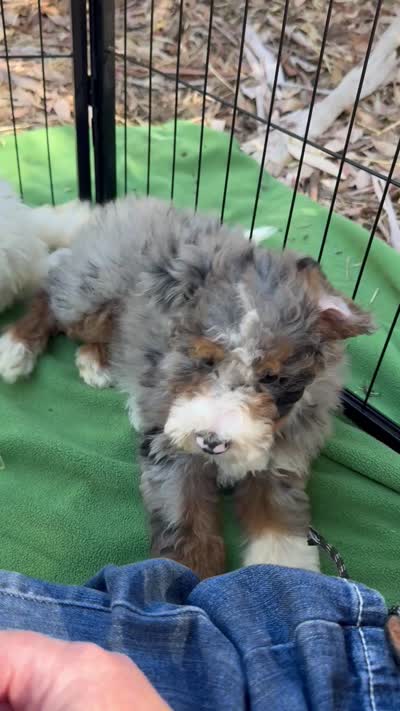 Maggie, a female Miniature Bernedoodle for sale in Sacramento, CA – 7 of 7