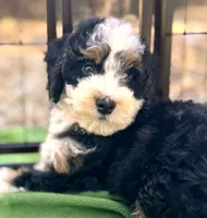Sully, a male Miniature Bernedoodle for sale in Sacramento, CA – 5 of 9