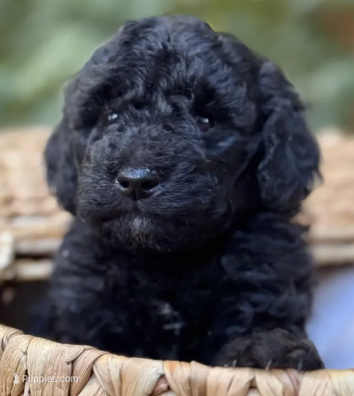 Skipper – Miniature Bernedoodle puppy for sale in Sacramento, CA