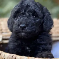 Skipper, a male Miniature Bernedoodle for sale in Sacramento, CA – Photo 1 of 4