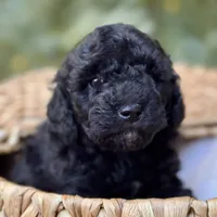 Skipper, a male Miniature Bernedoodle for sale in Sacramento, CA – Photo 4 of 4