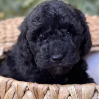 Skipper, a male Miniature Bernedoodle for sale in Sacramento, CA – Photo 3 of 4