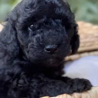 Skipper, a male Miniature Bernedoodle for sale in Sacramento, CA – Photo 2 of 4