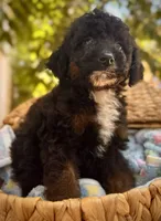 Briar, a male Poodle - Miniature  for sale in Sacramento, CA – 3 of 3