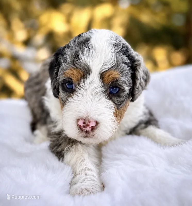 Fern – Miniature Bernedoodle puppy for sale in Sacramento, CA