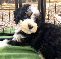 Sully, a male Miniature Bernedoodle for sale in Sacramento, CA – 8 of 9