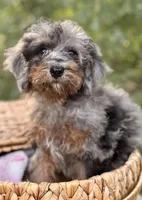 Luma, a female Miniature Bernedoodle for sale in Sacramento, CA – Photo 1 of 3