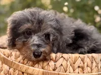 Luma, a female Miniature Bernedoodle for sale in Sacramento, CA – Photo 3 of 3