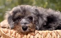 Luma, a female Miniature Bernedoodle for sale in Sacramento, CA – Photo 2 of 3