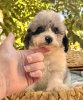Pippin, a male Poodle - Miniature  for sale in Sacramento, CA – 3 of 8