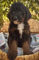 Briar, a male Poodle - Miniature  for sale in Sacramento, CA – 2 of 3