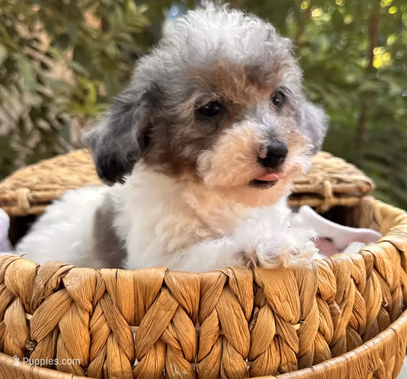Poppy – Poodle - Miniature  puppy for sale in Sacramento, CA