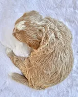 Flora, a female Miniature Bernedoodle for sale in Sacramento, CA – 2 of 2