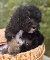 Nyla, a female Miniature Bernedoodle for sale in Sacramento, CA – Photo 1 of 3