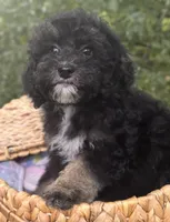 Nyla, a female Miniature Bernedoodle for sale in Sacramento, CA – Photo 3 of 3