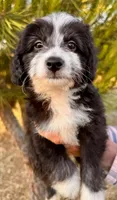 River, a male Miniature Aussiedoodle for sale in Sacramento, CA – 4 of 5
