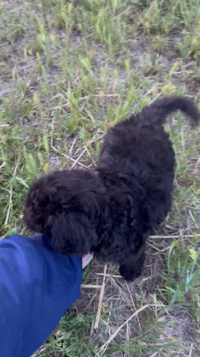Knox, a male Miniature Goldendoodle for sale in Sacramento, CA – 3 of 3