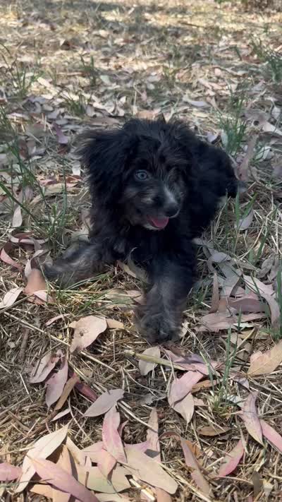 Scout, a female Miniature Aussiedoodle for sale in Sacramento, CA – 3 of 3