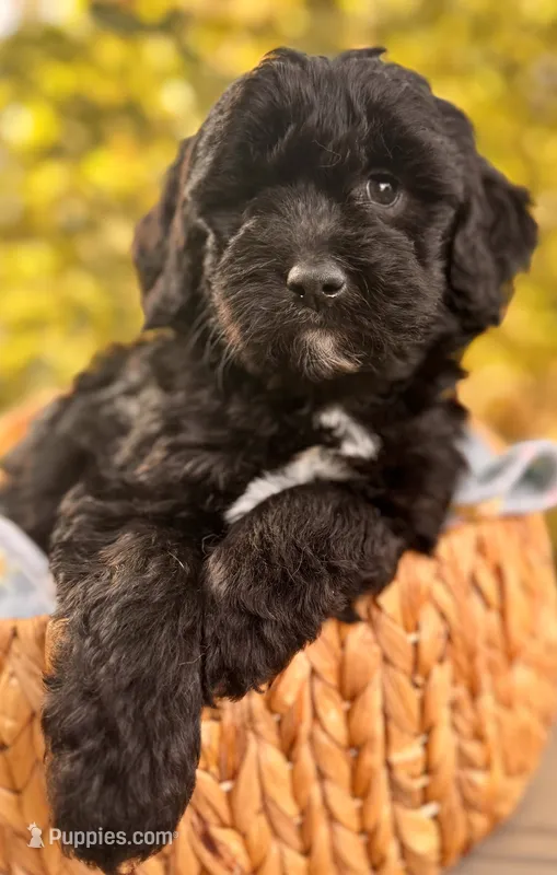 Knox – Miniature Goldendoodle puppy for sale in Sacramento, CA