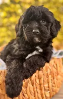 Knox, a male Miniature Goldendoodle for sale in Sacramento, CA – 1 of 3