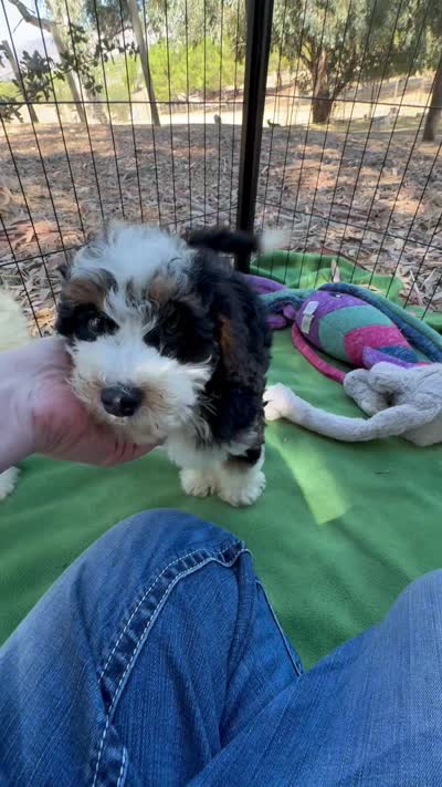 Sully, a male Miniature Bernedoodle for sale in Sacramento, CA – 9 of 9