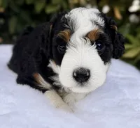 Sully, a male Miniature Bernedoodle for sale in Sacramento, CA – 2 of 4