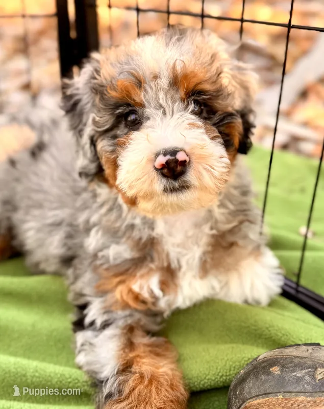 Maggie – Miniature Bernedoodle puppy for sale in Sacramento, CA