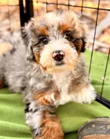 Maggie, a female Miniature Bernedoodle for sale in Sacramento, CA – 1 of 7
