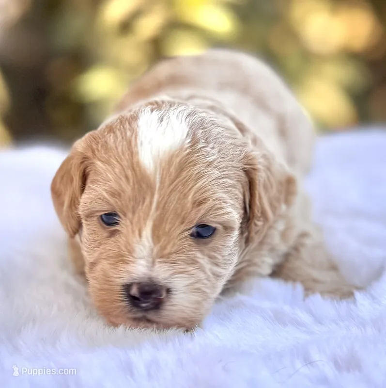 Flora – Miniature Bernedoodle puppy for sale in Sacramento, CA