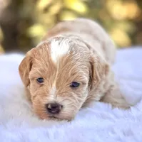 Flora, a female Miniature Bernedoodle for sale in Sacramento, CA – 1 of 2