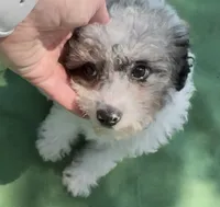 Pippin, a male Poodle - Miniature  for sale in Sacramento, CA – 7 of 8