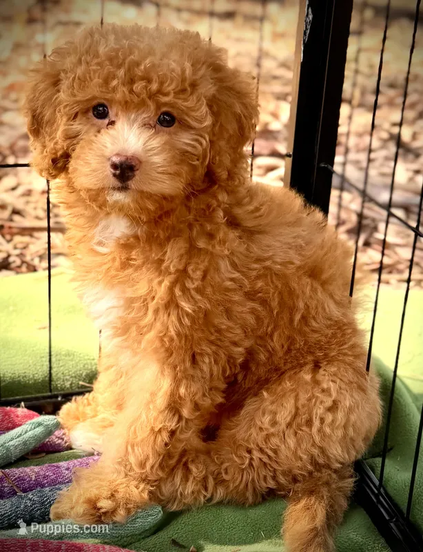 Autumn  – Miniature Bernedoodle puppy for sale in Sacramento, CA