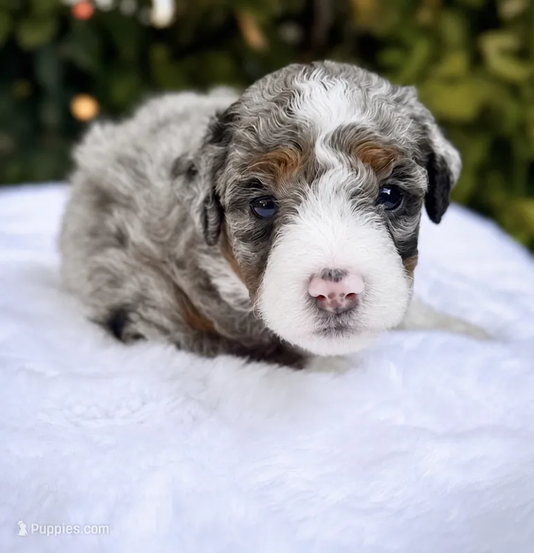 Maggie – Miniature Bernedoodle puppy for sale in Sacramento, CA