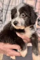 River, a male Miniature Aussiedoodle for sale in Sacramento, CA – 3 of 5
