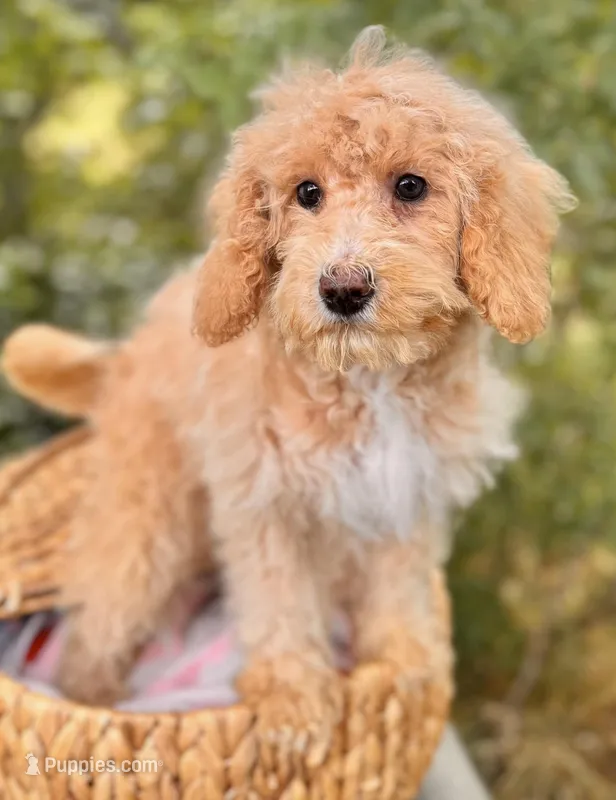Lila – Miniature Bernedoodle puppy for sale in Sacramento, CA