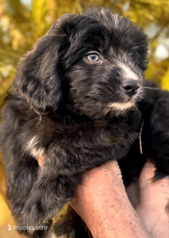 Scout – Miniature Aussiedoodle puppy for sale in Sacramento, CA